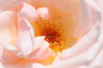 Fototapeta na wymiar close up of flower
