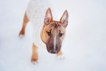 A cute ginger puppy of a miniature bull terrier is dressed in a white sweater and walks on a snowy winter day. Walking with a pet.