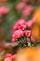 pink rose bush