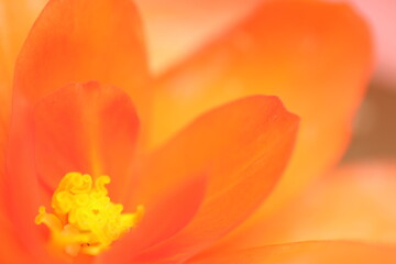 Fototapeta na wymiar tulip closeup
