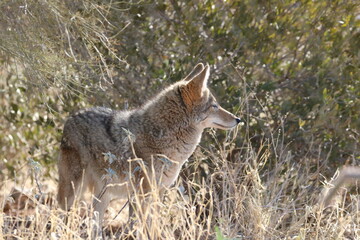 Coyote at the Arizona-Sonora Desert Museum