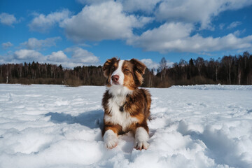 Portrait of cute teenage Australian Shepherd puppy red tricolor with chocolate nose and intelligent eyes. Young Aussie lies on snow in winter frosty sunny day against blue sky and white clouds.