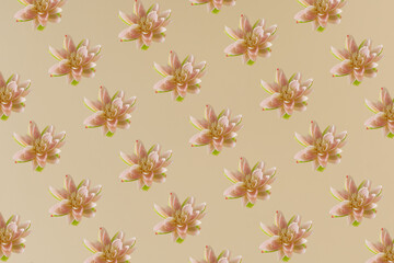 Gentle pink lotus flower pattern on bright beige background. Minimal layout. Spring, nature and beauty concept. Purity, enlightenment, self-regeneration and rebirth concept.