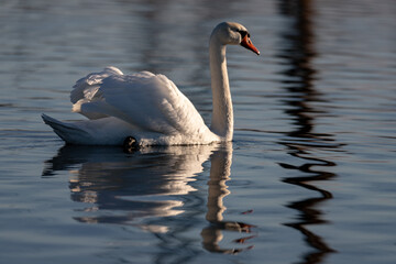 Fototapeta premium A mute swan Cygnus olor swimming on a blue lake in Winter. The swan is in threat posture, driving off last years young from the lake