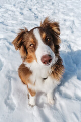Beautiful fluffy purebred dog. Portrait of cute teenage Australian Shepherd puppy red tricolor with chocolate nose and intelligent eyes. Aussie sits in snow and looks up.