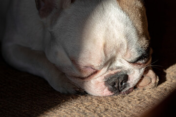 white french bulldog portrait, frenchie sleeps on couch warming in sunlight