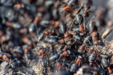 A large colony of ants work in their anthill. Spring awakening