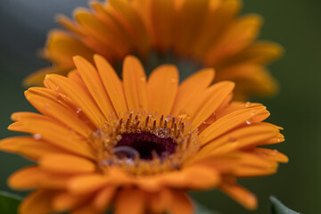 Closeup of a brown hearted and orange blossoming Gerbera plants ready for harvesting in the large heated glasshouse of a specialized Dutch flower nursery. Gerbera with water drops. 