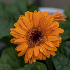 Closeup of a brown hearted and orange blossoming Gerbera plants ready for harvesting in the large heated glasshouse of a specialized Dutch flower nursery. Gerbera with water drops. 