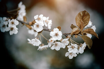 Cherry blossom branch in the garden in spring
