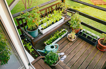 Various potted herbs and plants growing on home wood balcony in summer, small vegetable garden concept.   - obrazy, fototapety, plakaty