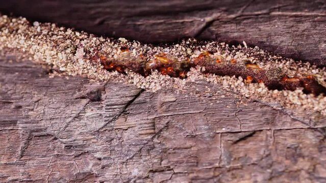 Group of the small termite, Termites are social creatures that damage people's wooden houses because they eat wood,	