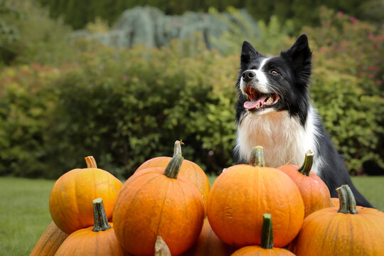 Smiling Border Collie Sits with Group of Orange Pumpkins Outside. Happy Black and White Dog with Cucurbita Pepo in the Garden.