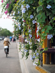 Hoi An Streetlife