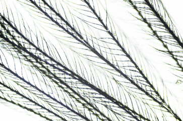 Feather from a pillow under a microscope, magnification of 40 times