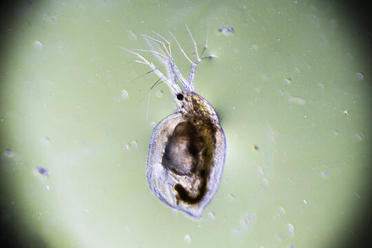 Zooplankton Water Flea Daphnia, microscopic image of crustacea