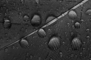 Wassertropfen auf Feder als Hintergrund.