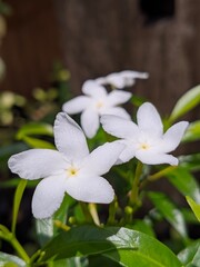 White jasmine flower on green leaf background. Fragrant for relaxation and to be mixed with tea