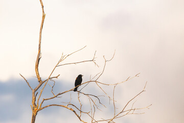 A small red winged black bird perched on a bare tree branch against a cloudy summer sky
