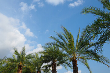 Fototapeta na wymiar palm trees against the blue sky