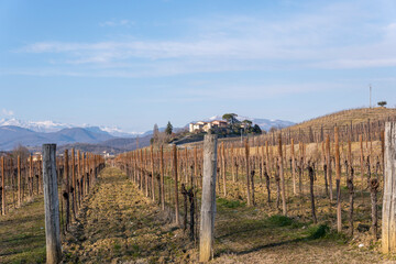 Fototapeta na wymiar Vigneti nei Colli Orientali del Friuli in inverno