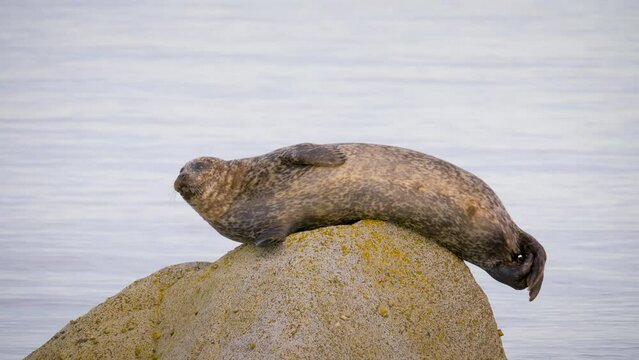 Common seal (Phoca vitulina) lying on a rock in sea off the coast of the Isle of Arran

