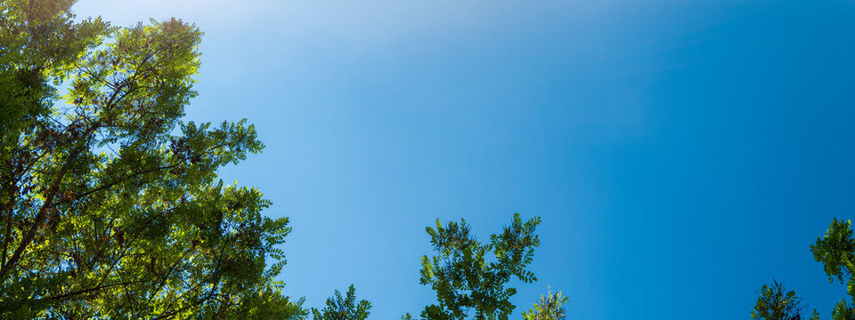 Panorama of tree branches and leaves in blue sky with bright sun. Spring background