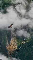 condor andino planeando, valle del colca , arequipa
vuelo de condor andino