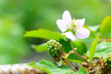 Blackberry blossoms in summer. Green unripe berry delicately white flower petals on green background. Blooming blackberry is a honeybee. Plant branch in home countryside eco garden. A coming fruit.
