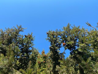 branches of a tree with a blue sky