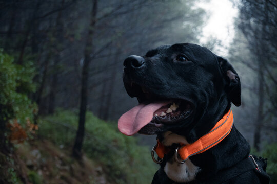 Labrador Pitbull Noir &agrave; collier orange & For&ecirc;t brumeuse