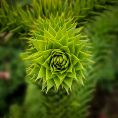 Monkey Puzzle Frond, Araucaria Araucana