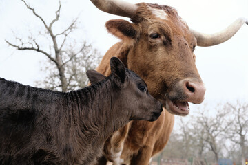 Texas longhorn cow close up with calf on farm.