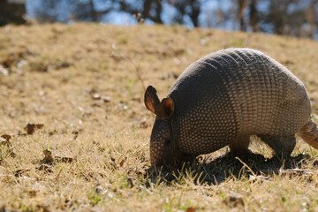 Nine-banded armadillo digging in dry winter grass close up on hill.