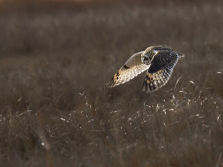 Short eared owl