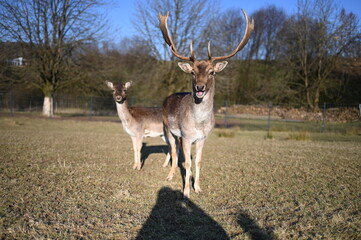 Fototapeta premium Damwild Hirsch 