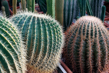 Cacti are thorny desert plants. Cacti of different types. Exhibition of cacti. world of cacti.