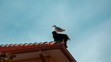 Goéland ou Mouette sur Cheminée