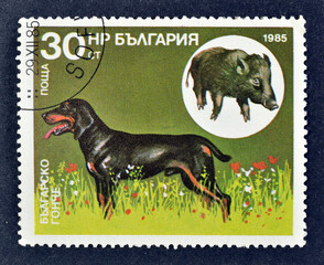 Cancelled postage stamp printed by Bulgaria that shows Bulgarian Scent hound, Wild Boar (Sus...