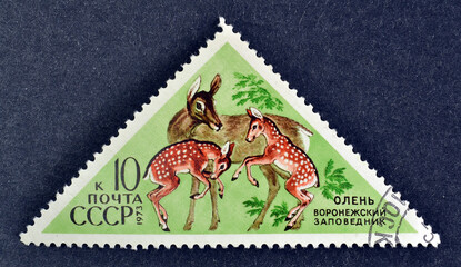 Cancelled postage stamp printed by Soviet Union, that shows Red Deer (Cervus elaphus), circa 1973.