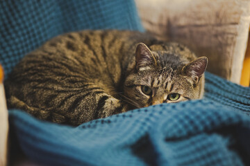 sleepy cat on the couch