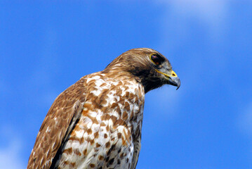 BIRDS- Extreme Close Up of Wild Red Shouldered Hawk