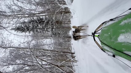 Sledding sports dogs Alaskan huskies quickly run forward on winter snowy forest road. First person view from sleigh. 4K footage for use on mobile devices. Fastest dogs in world. Team competes in race. - Powered by Adobe