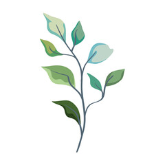 branch green of forest