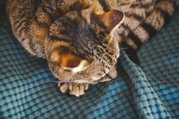 close up of a sleeping cat inside the house