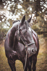 Schwarzes Pferd mit Halfter im Portrait © M. Bischof