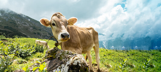 Animal background banner panorama - Funny cow in the mountains Allgäu Austria Alps, on green fresh...