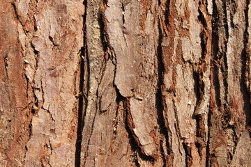 the bark of an old tree in bavaria