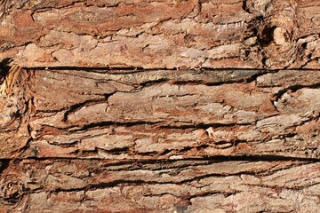the bark of an old tree in bavaria