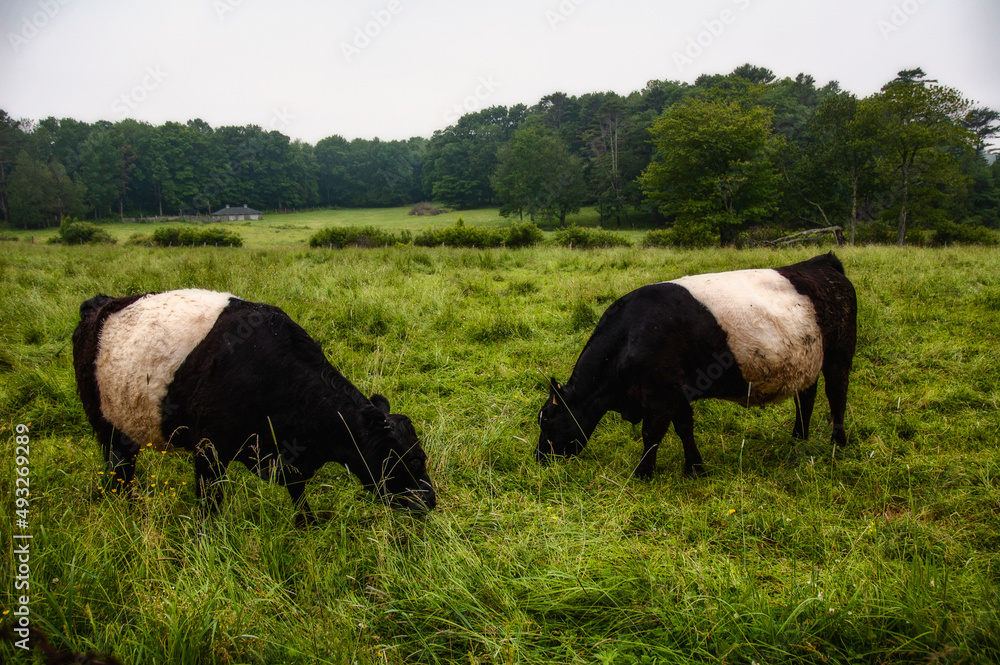 Wall mural Two Belted Cows